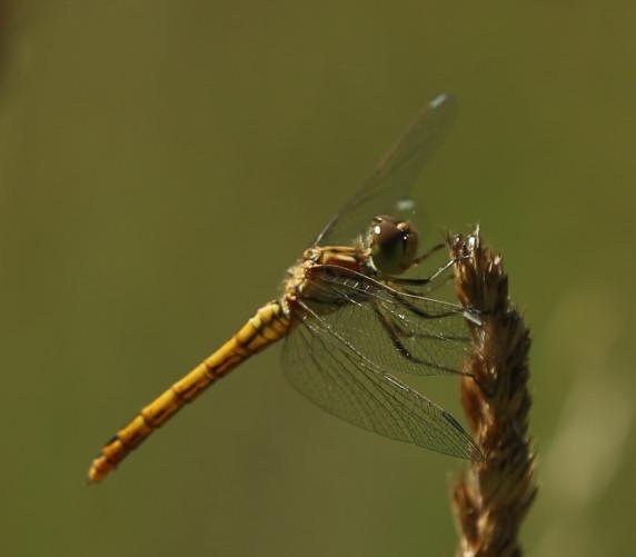 n_180701-suedliche-heidelibelle-w-sympetrum meridionale.jpg